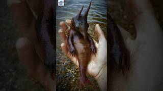 5 Mysterious Extinct Mammals?! #animalfacts #wildfacts #wildlifefacts #animals #extinctanimals