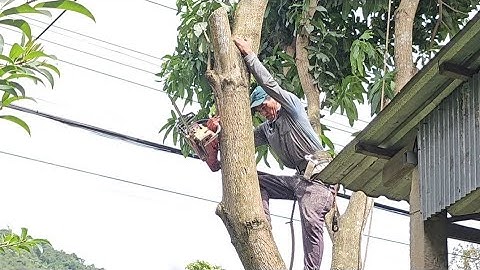 Cưa  cây  xoài  đài  loan siêu  nhánh ,Nhiều  dây  điện. cưa  cây  kỷ thuật cao