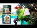 DIY Mango Picker: Harvest Ripe Mangos with Ease!/ how to make mango picker 💥