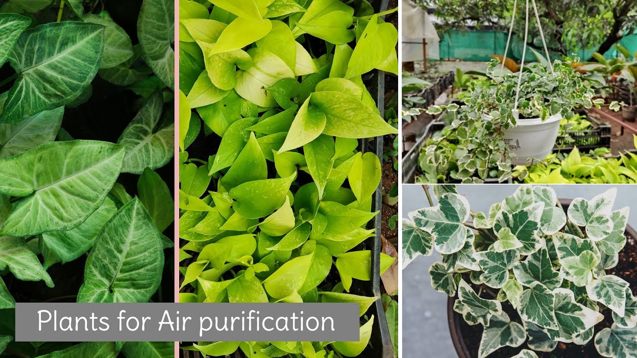 Indoor Plants that Purify Air YouTube