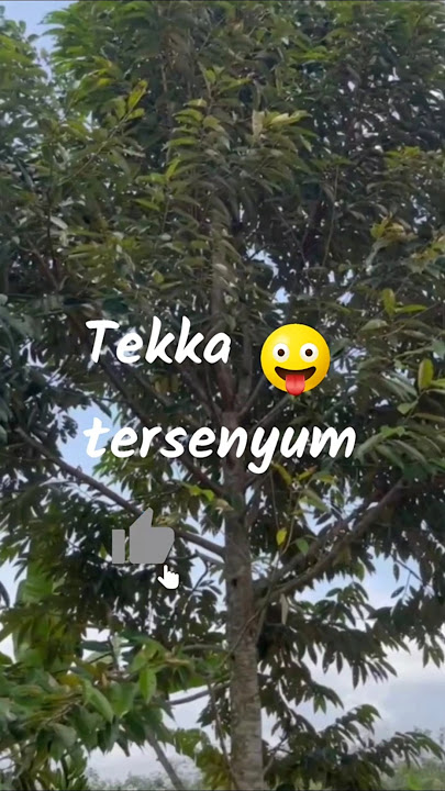 Tekka makin menyerlah