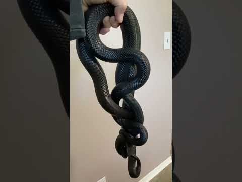 Snake Nightmare -