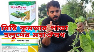 মিষ্টি কুমড়া গাছের পাতা হলুদ হওয়া বা মোজাইক ভাইরাস এর স্থায়ী সমাধান @GoriberAgroBd