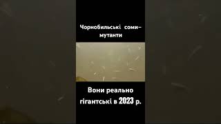 Соми мутанти Чорнобиль 2023