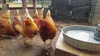 coop chicken hobby