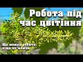 Чи можна щось робити на винограднику, коли він цвіте. Цвітіння винограду та полив, пасинкування