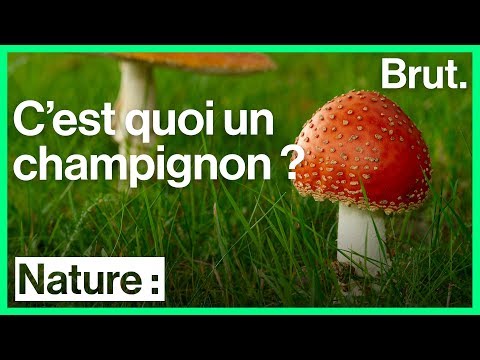Vidéo: À quelle classe appartiennent les champignons ?