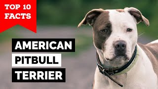 American Pitbull Terrier  Top 10 Facts