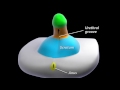 Development of male external genitalia