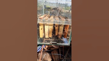 Monitation our Observation Hive #honeyfarm #aohoneybeefarm