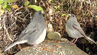 Dark Eyed Junco Songs and Calls