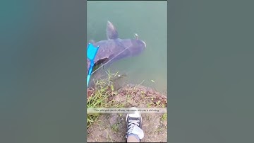 Bí kíp câu cá mè nhất định bạn phải nhớ kĩ nếu không muốn móm #shorts #câucáxanh #cauca #fishing