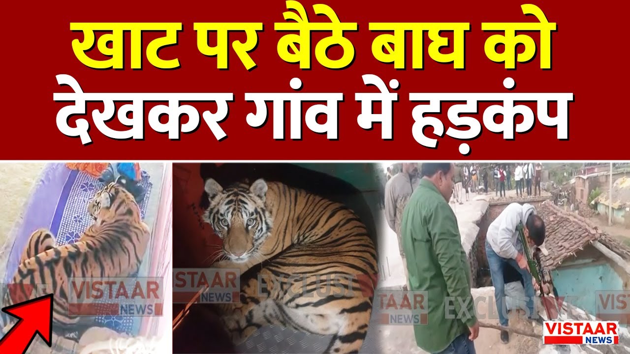 Umaria : खाट पर बैठे बाघ को देखकर गांव में मचा हड़कंप | MP News