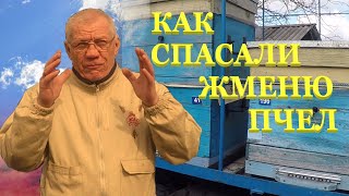 Метод по спасению пчел Как увеличить пасеку Ответы на вопросы