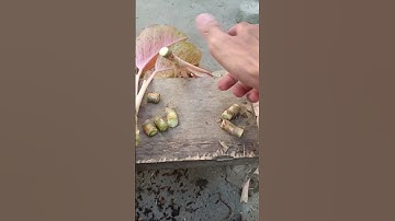 How to Propagate Aglaonema with Simple Method Part 2