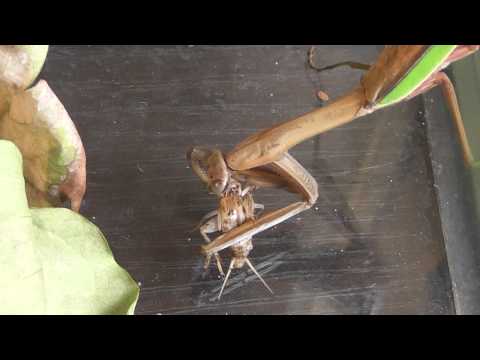 Praying mantis attacks cricket
