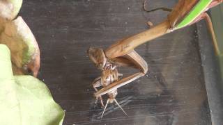 Praying mantis attacks cricket