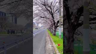 Japan Sakura 2024 - #japanyamu 😍