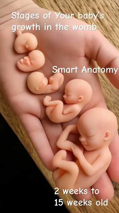 From just a few weeks to the edge of the second trimester #baby #pregnant #anatomy