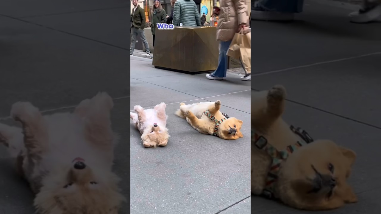 ⁣New Yorkers freak out over dog playing dead on the street #pomeranian #pets #dogs #cute