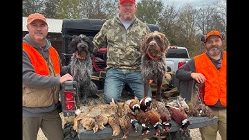 Mixed upland hunting over German Wirehaired Pointer and Wirehaired Pointing Griffon: Bonus Rabbits