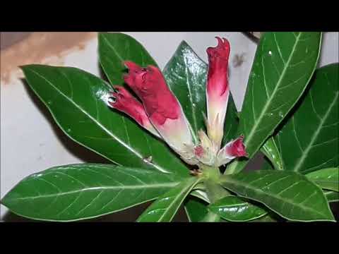 Time lapse - DESABROCHAR DA FLOR  ROSA DO DESERTO - INICIO/MEIO/FIM