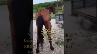История Стрелки: спасение лошади из КЧР