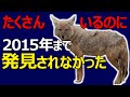 【キンイロオオカミ】サバンナに大量に生息しているのに2015年まで見つからなかった狼