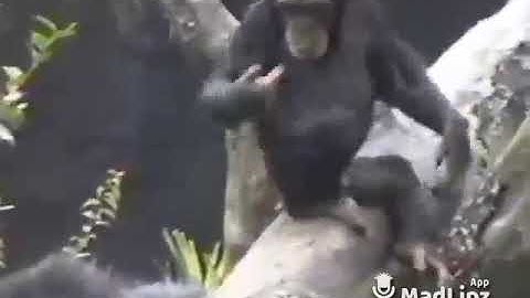 Monkey Shiffs His Butt - Lồng Tiếng Pa Cô (A Lưới)