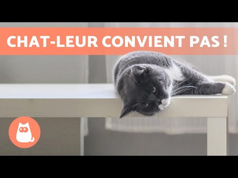 Vidéo: Causes Du Coup De Chaleur Chez Le Chat - Symptômes Du Coup De Chaleur Chez Le Chat