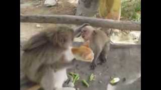 ПОЛНЫЙ РЖАЧ!!! Кошка и Обезьяна подружились (Monkey adds cat as a FRIEND) ПОЛНЫЙ РЖАЧ!!! Кошка и Обезьяна подружились (Monkey adds cat as a FRIEND)