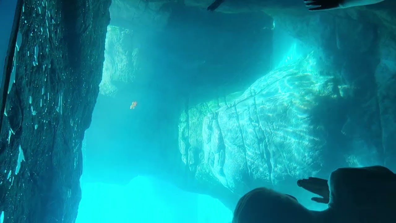 Where To Go To See Animals