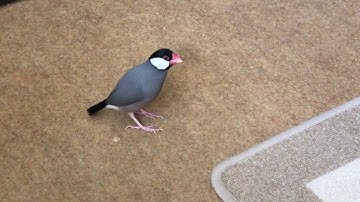 Java finches 2020 - Dad singing on the floor