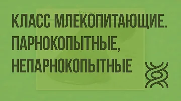 Класс Млекопитающие. Парнокопытные, Непарнокопытные. Видеоурок по биологии 7 класс