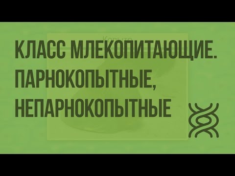 Класс Млекопитающие. Парнокопытные, Непарнокопытные. Видеоурок по биологии 7 класс