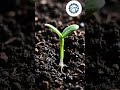 #learning #plant #mind #viralvideo #dailylearning #engineeringlife