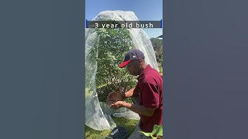 Grow Blueberries Bigger and Sweeter! The Secret is in the Companion