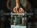 Balcony Micro Forests A Gen Z Eco Balcony Playbook