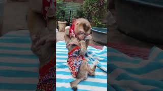 Baby monkey personality #cutemonkey #monkey #monkeysr #monkeyshorts #cute #babymonkeybobby #animal