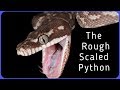 The Rough Scaled Python