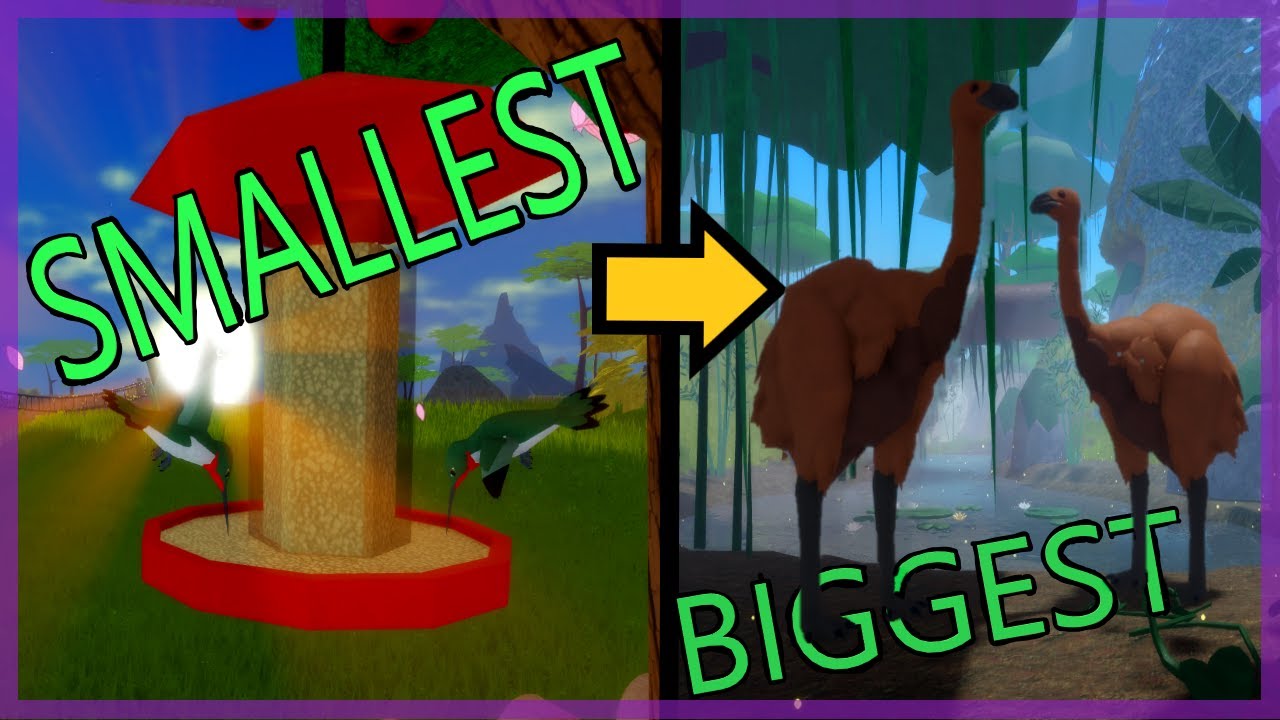 The Feather Family Size Comparison! 🐣