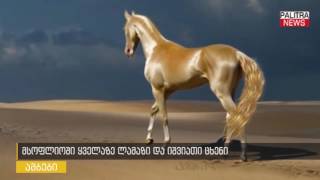 მსოფლიოში ყველაზე ლამაზი და იშვიათი ცხენი