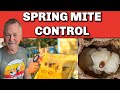 Beekeeping how to deal with mites in the spring