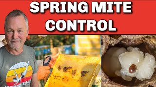 Beekeeping: How To Deal With Mites In The Spring