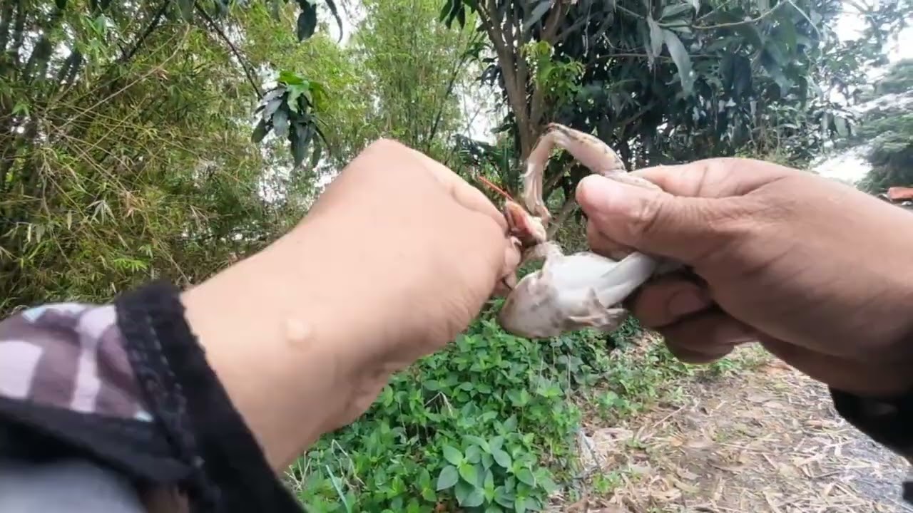 Tiếp tục chuyến câu ếch ở tam nông tràm chim 1 ngày trúng đậm luôn mn ơi