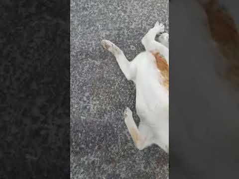 القطه المشاغبه