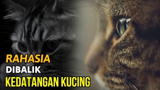 Tanda Kucing Datang Kerumah Kita Ternyata Ada Rahasia Dibaliknya