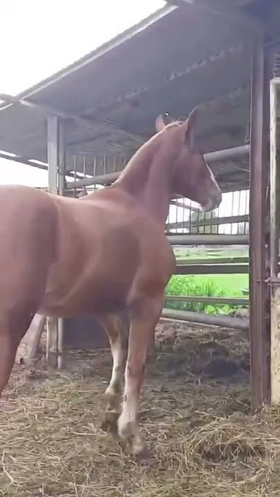 WhatsApp 79277214909 1 год 2 месяца 160 #horse #продажалошадей #kokboru #арабскиелошади