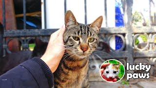 The Poor Cat Is Hungry And Won't Stop Eating Bread | Lucky Paws