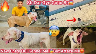 Bhura Ki Judva Bhen Mil Gye😍|| Bully Dog Simba Ko Ghar Le Aya😰Raat Ko Mera Upper He Attack Kardea😨